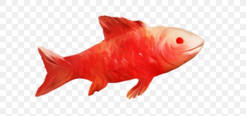 Goldfish Fauna, PNG, 699x387px, Goldfish, Fauna, Fish, Orange, Organism Download Free