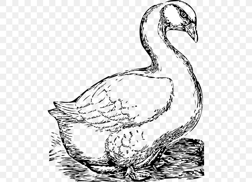 Goose Bird Drawing Clip Art, PNG, 510x593px, Goose, Artwork, Beak, Bird, Black And White Download Free