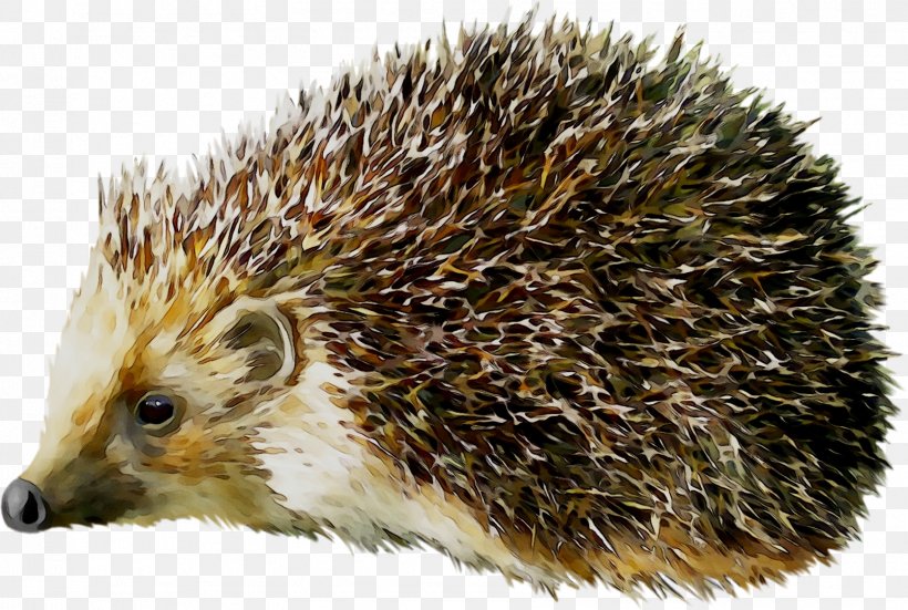 Hedgehog Clip Art Transparency Image, PNG, 1609x1082px, Hedgehog, Domesticated Hedgehog, Drawing, Echidna, Erinaceidae Download Free