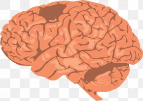 Brain - Human Brain Clip Art Image Vector Graphics PNG