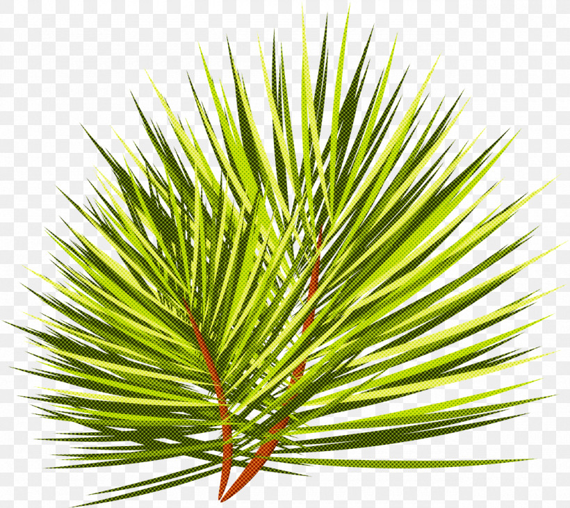 Loblolly Pine White Pine Columbian Spruce Shortstraw Pine Red Pine, PNG, 1280x1142px, Loblolly Pine, American Larch, American Pitch Pine, Balsam Fir, Branch Download Free