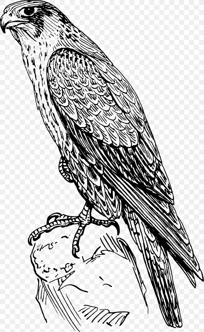 Peregrine Falcon Drawing Clip Art, PNG, 1385x2250px, Peregrine Falcon, Art, Artwork, Bald Eagle, Beak Download Free