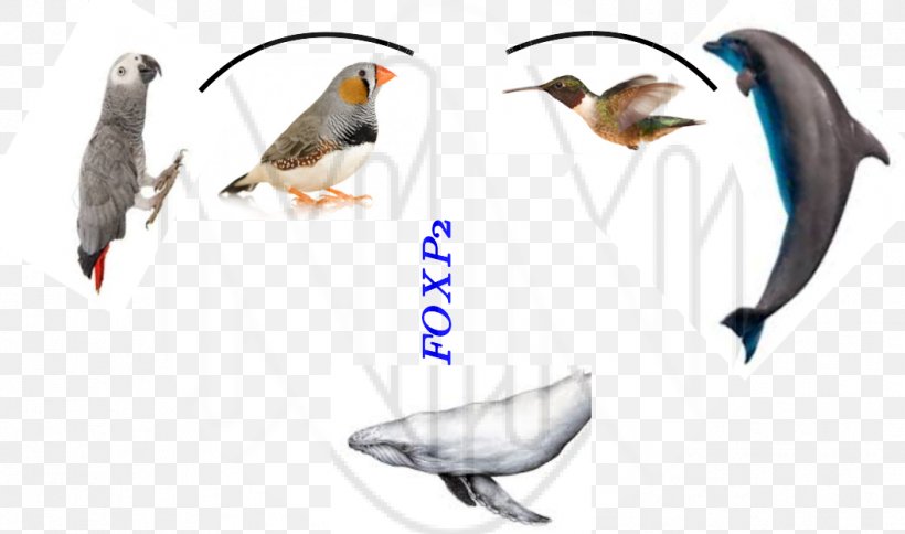 Beak Finch Feather Pet, PNG, 1056x624px, Beak, Bird, Fauna, Feather, Finch Download Free