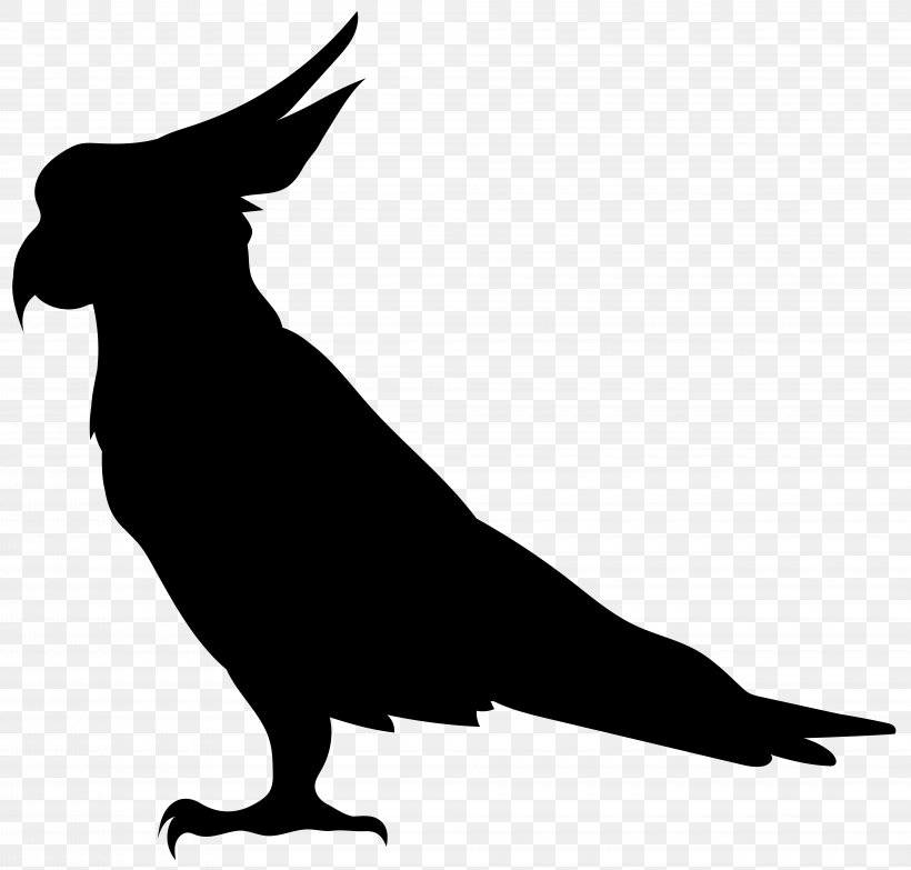 Bird Silhouette Illustration, PNG, 8000x7642px, Cockatoo, Beak, Bird, Black And White, Drawing Download Free