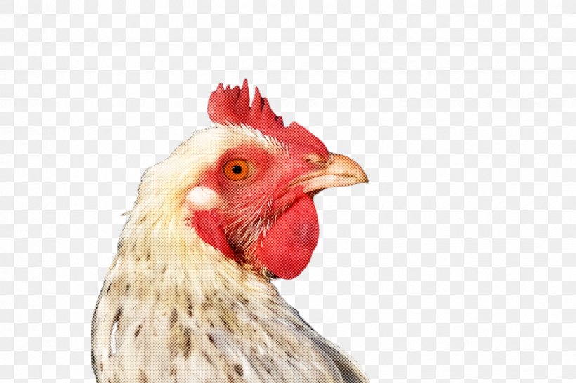 Chicken Bird Rooster Beak Comb, PNG, 2448x1632px, Chicken, Beak, Bird, Comb, Fowl Download Free