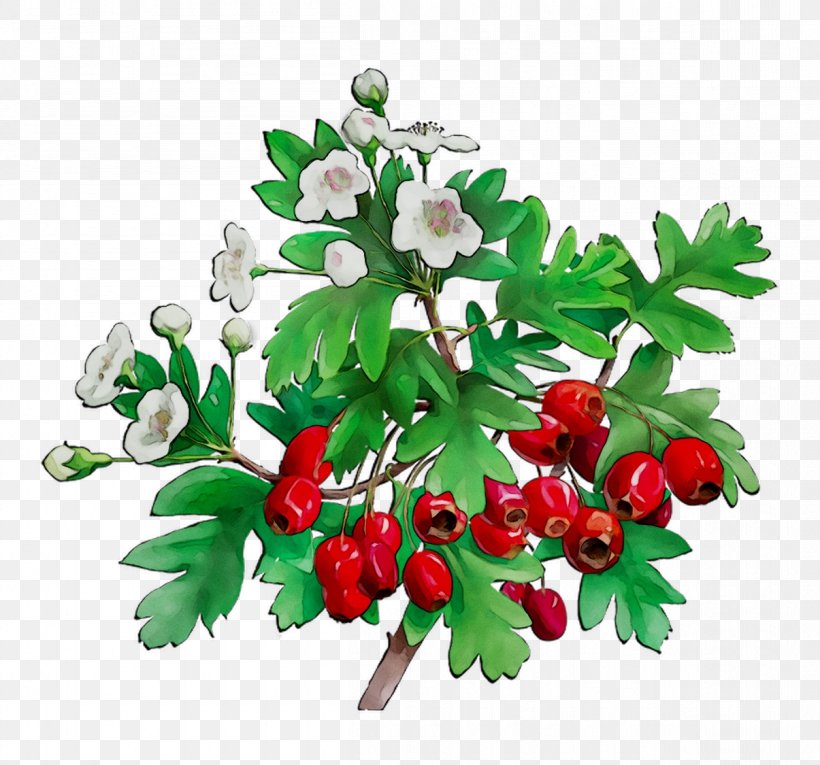 Cut Flowers Floral Design Fruit, PNG, 1205x1125px, Cut Flowers, Artificial Flower, Berry, Branch, Chinese Hawthorn Download Free