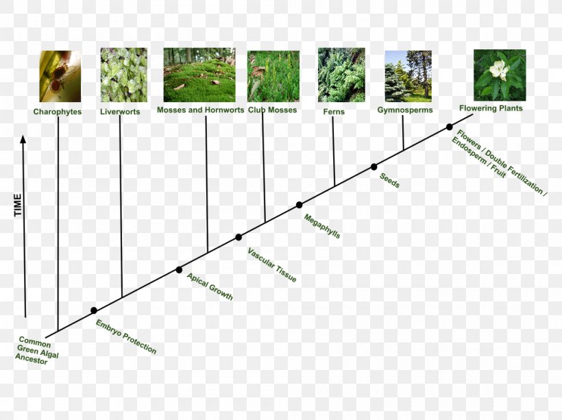 Flowering Plant Evolutionary History Of Plants Spore, PNG, 1000x748px, Flowering Plant, Algae, Area, Clade, Common Descent Download Free