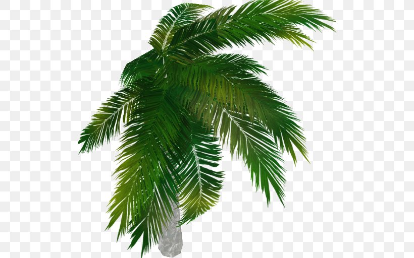Asian Palmyra Palm Arecaceae Tree Evergreen Date Palm, PNG, 512x512px, Asian Palmyra Palm, Arecaceae, Arecales, Borassus, Borassus Flabellifer Download Free