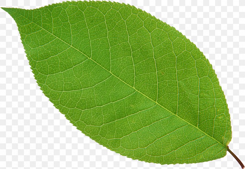 Ellipse Leaf Tea Green, PNG, 1165x805px, Ellipse, Color, Cut Flowers, Gratis, Green Download Free