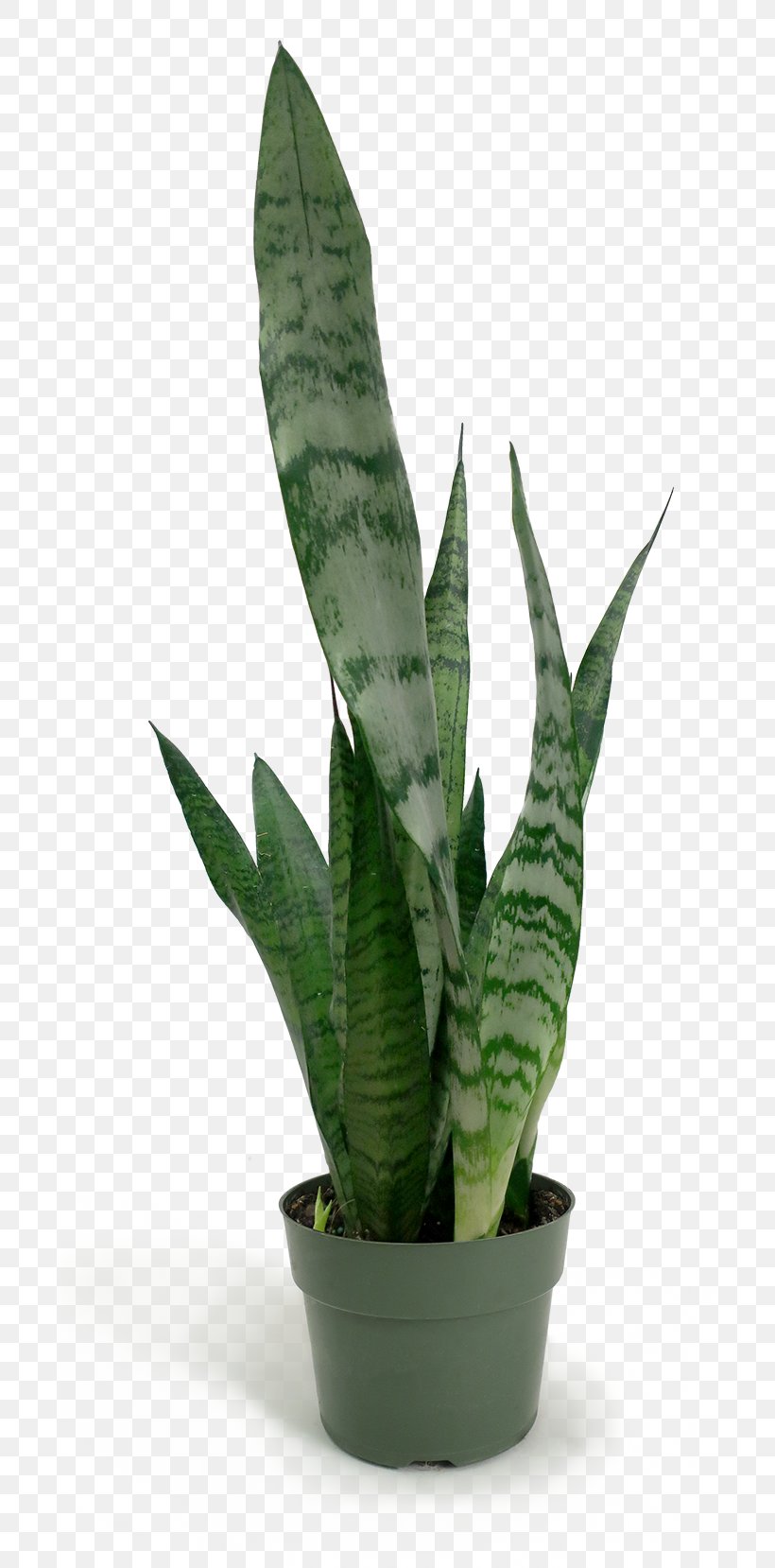 Sansevieria Zeylanica Viper's Bowstring Hemp Houseplant Leaf Flowerpot, PNG, 700x1658px, Sansevieria Zeylanica, Chelsea Fc, Flowerpot, Houseplant, Latte Download Free