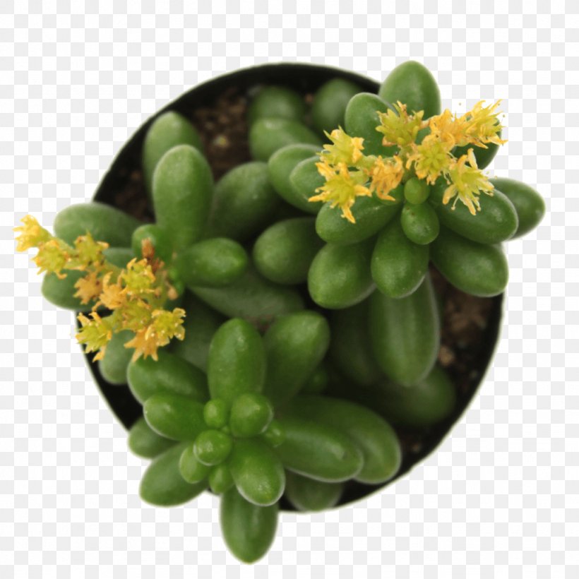 Sedum Rubrotinctum Succulent Plant Echeveria Houseplant, PNG, 1024x1024px, Sedum Rubrotinctum, Cactaceae, Clay, Echeveria, Flowerpot Download Free