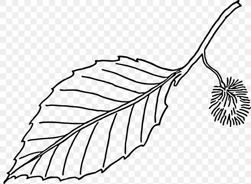 Beech Leaf Tree Clip Art, PNG, 1280x942px, Beech, Artwork, Autumn Leaf Color, Black And White, Branch Download Free