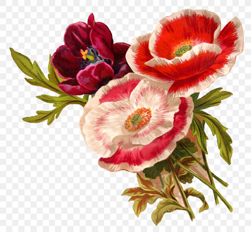 Flower Floral Design Poppy Botanical Illustration Clip Art, PNG, 1600x1484px, Flower, Antique, Botanical Illustration, Botany, Common Poppy Download Free