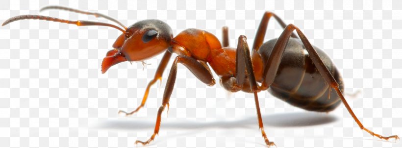 Insect Pest Control Pharaoh Ant Carpenter Ant, PNG, 1730x638px, Insect, Ant, Argentine Ant, Arthropod, Black Garden Ant Download Free