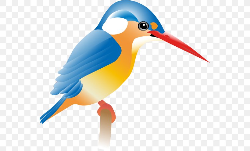 Kingfisher Special School Belted Kingfisher Bird, PNG, 559x495px, Kingfisher Special School, Beak, Belted Kingfisher, Bird, Chadderton Download Free