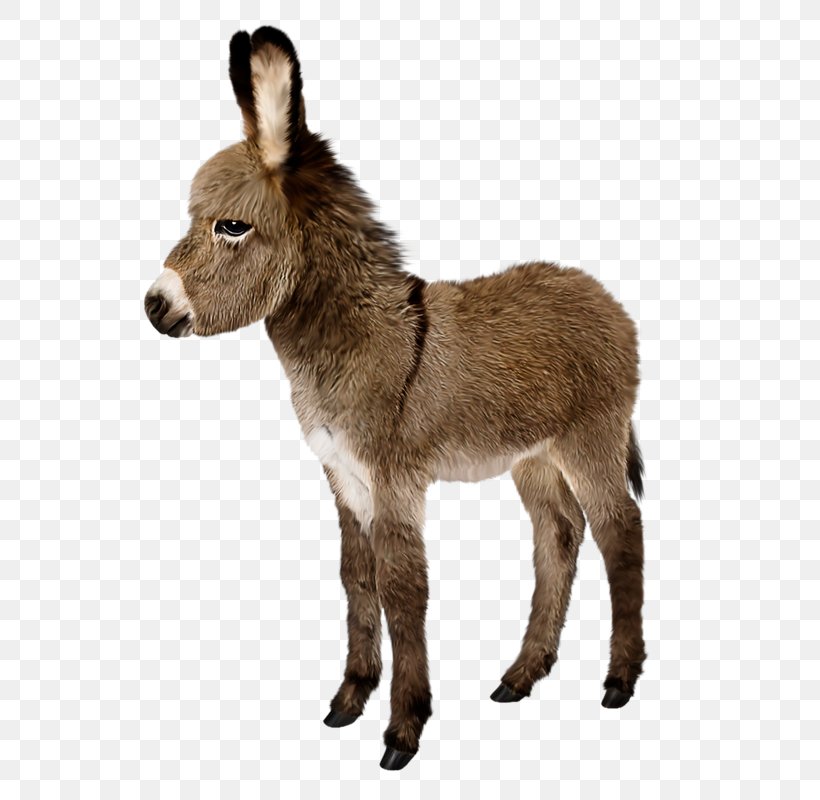 Donkey Stock Photography Stock.xchng Royalty-free Image, PNG, 781x800px, Donkey, Animal Figure, Fauna, Foal, Fur Download Free
