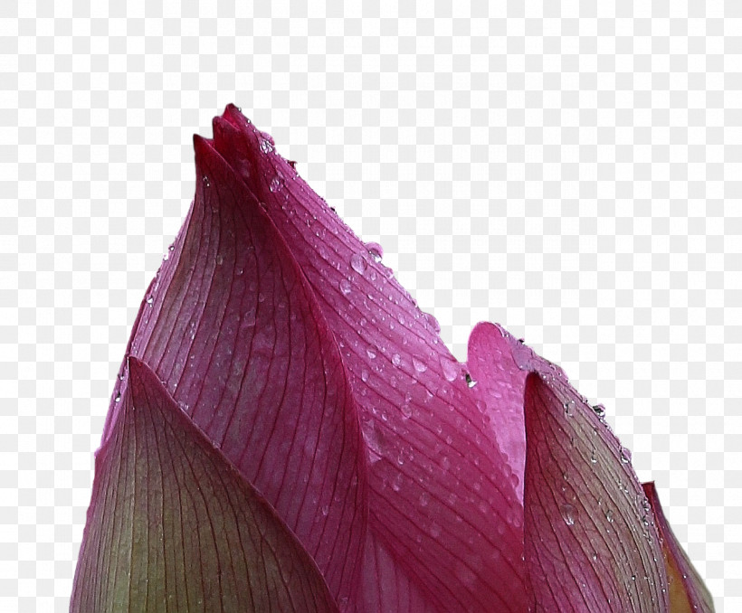 Lotus Flower Summer Flower, PNG, 1270x1051px, Lotus Flower, Closeup, Magenta Telekom, Summer Flower Download Free