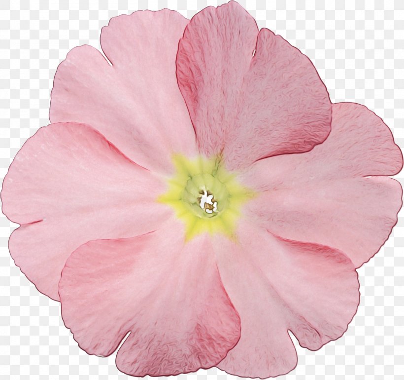 Petal Pink Flower Plant Flowering Plant, PNG, 1510x1419px, Watercolor, Evening Primrose, Flower, Flowering Plant, Herbaceous Plant Download Free
