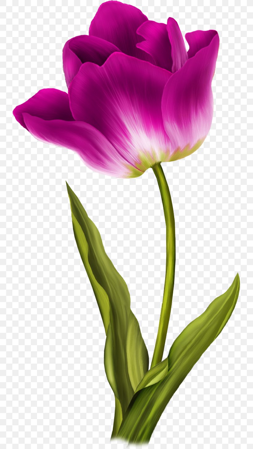 Tulip Flower Clip Art, PNG, 739x1457px, Tulip, Cut Flowers, Dots Per Inch, Flower, Flowering Plant Download Free