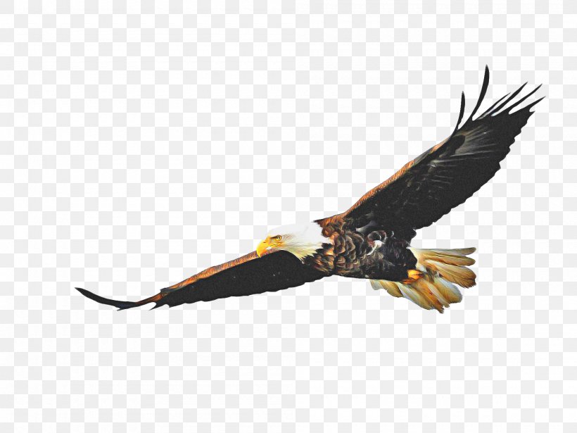 Bird Drawing, PNG, 2000x1500px, Bald Eagle, Accipitridae, Beak, Bird, Bird Of Prey Download Free