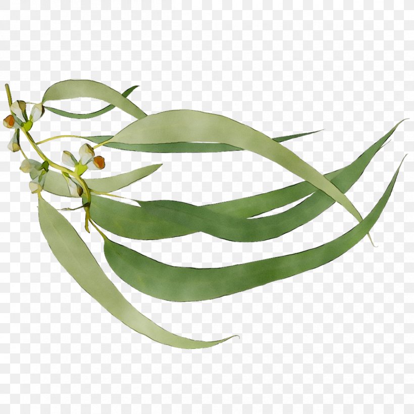 Leaf Plant Stem Plants, PNG, 1208x1208px, Leaf, Bean, Botany, Eucalyptus, Flower Download Free