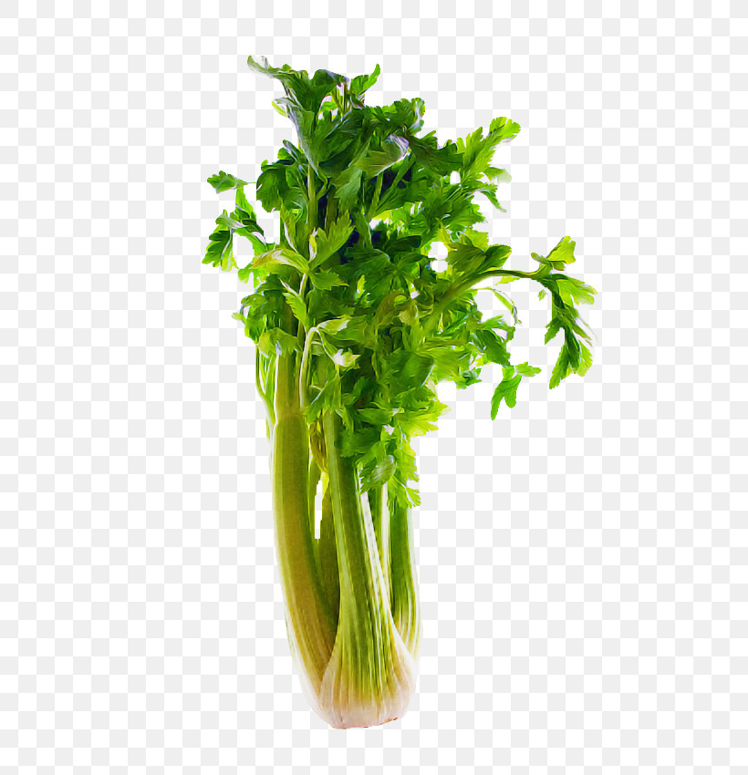Parsley, PNG, 565x850px, Leaf Vegetable, Celery, Chinese Celery, Culantro, Flower Download Free