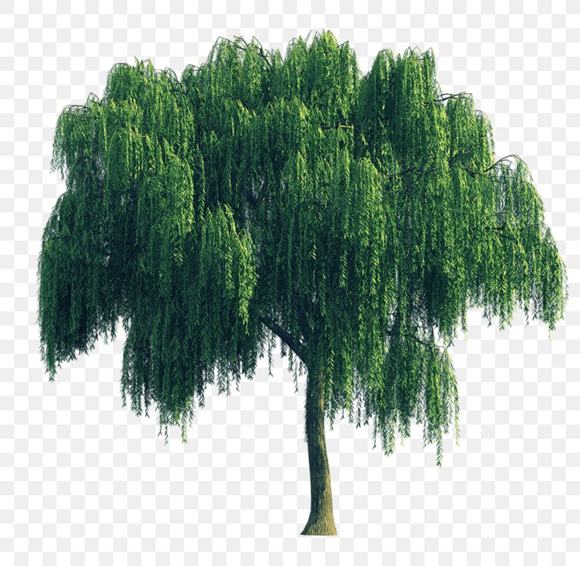 Tree Weeping Willow, PNG, 800x800px, Tree, Biome, Christmas Tree, Conifer, Evergreen Download Free