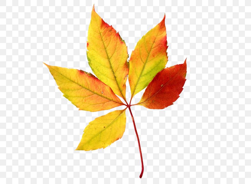 Autumn Leaf Color Maple Leaf Clip Art, PNG, 600x600px, Autumn, Autumn Leaf Color, Branch, Color, Leaf Download Free