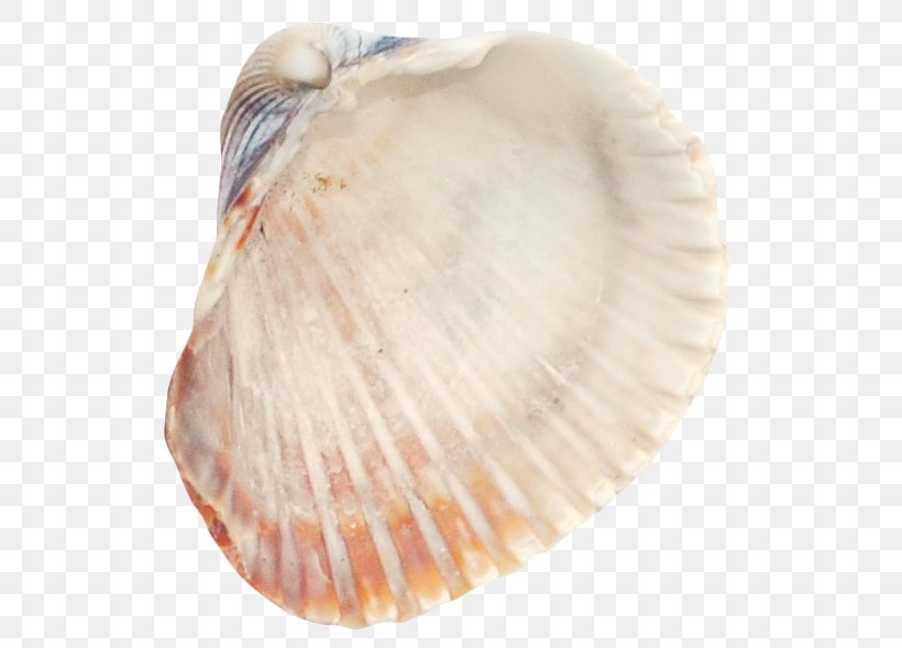 Cockle Seashell Tellinidae Conchology Veneroida, PNG, 547x589px, Cockle, Baltic Clam, Clam, Clams Oysters Mussels And Scallops, Conch Download Free