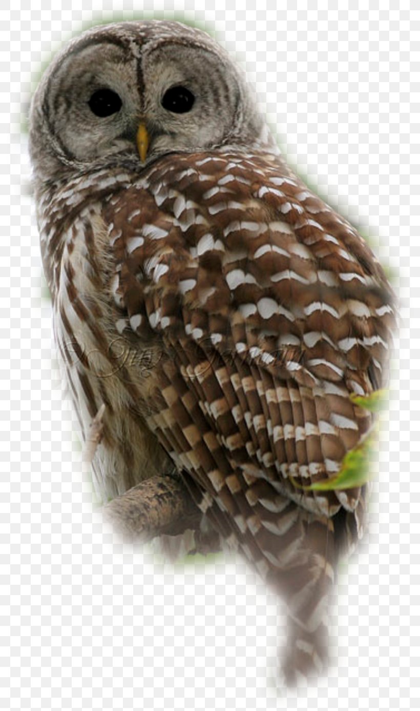 Great Grey Owl Tawny Owl Little Owl, PNG, 800x1386px, Great Grey Owl, Advertising, Animal, Beak, Bird Download Free