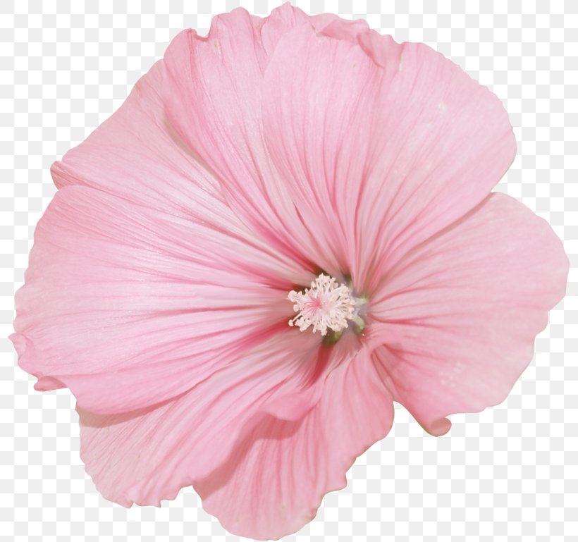 Pink Flower Cartoon, PNG, 800x769px, Mallow, Collage, Cut Flowers, Flower, Herbaceous Plant Download Free