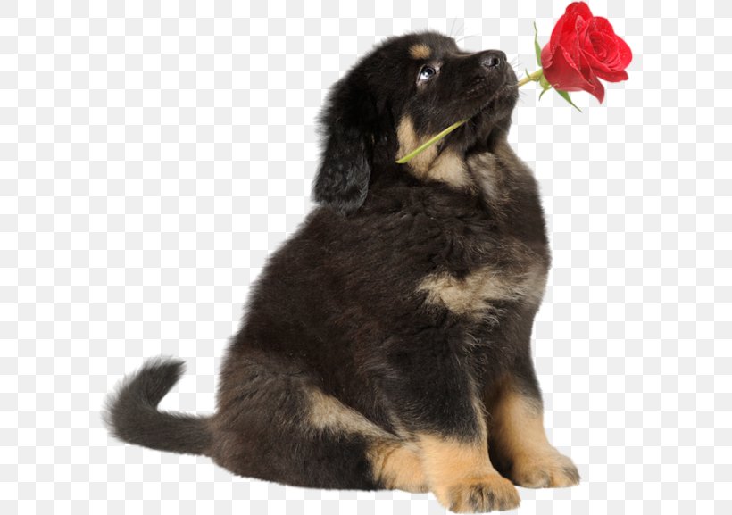 Puppy Tibetan Mastiff English Mastiff German Shepherd Bernese Mountain Dog, PNG, 600x577px, Puppy, Bernese Mountain Dog, Carnivoran, Companion Dog, Cuteness Download Free