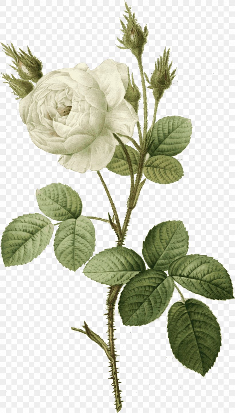 Rose Clip Art, PNG, 1328x2332px, Rose, Branch, Cut Flowers, Flower, Flowering Plant Download Free