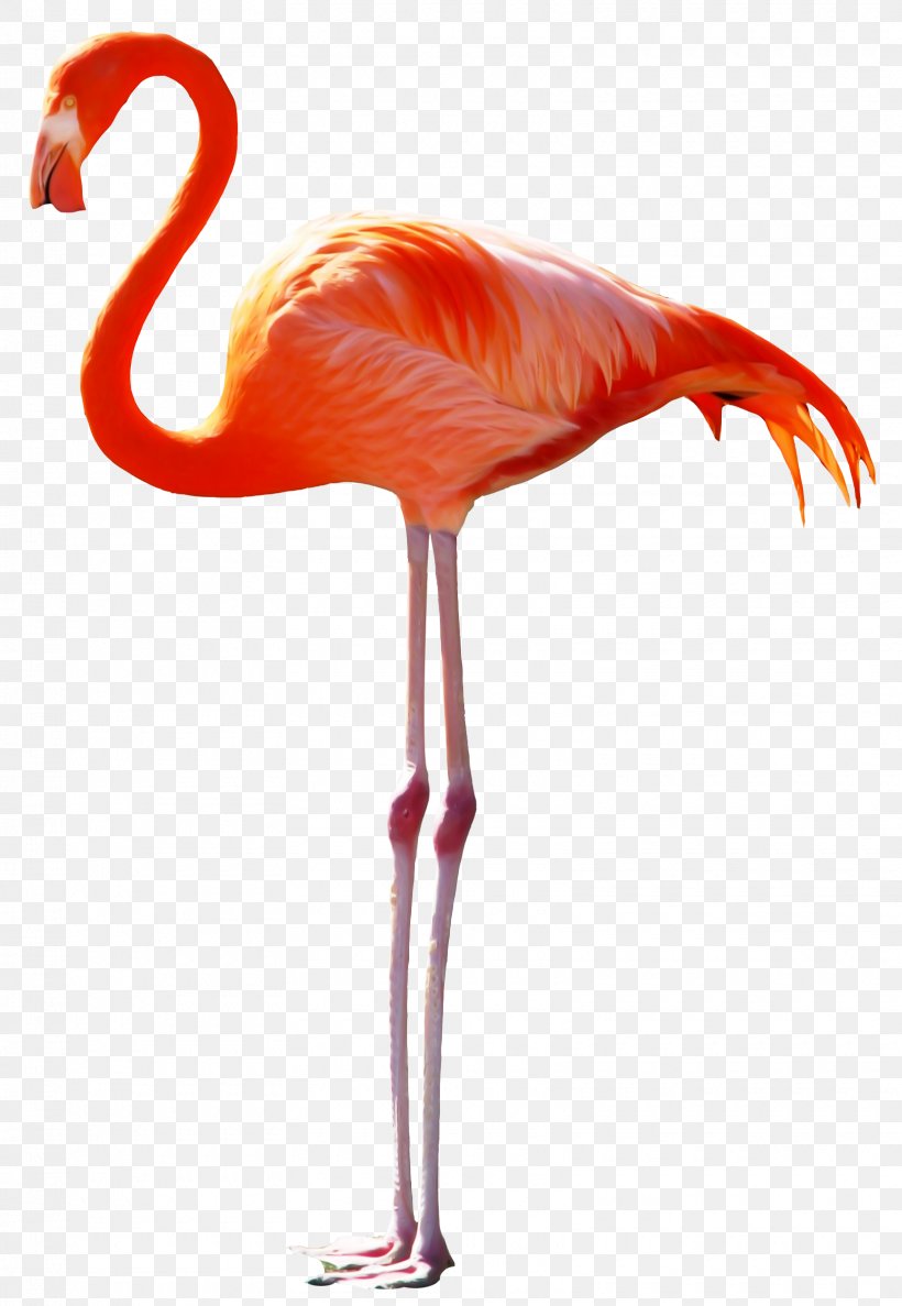 Bird Pelican Greater Flamingo, PNG, 1620x2346px, Bird, Animal, Ardea, Beak, Ciconia Download Free