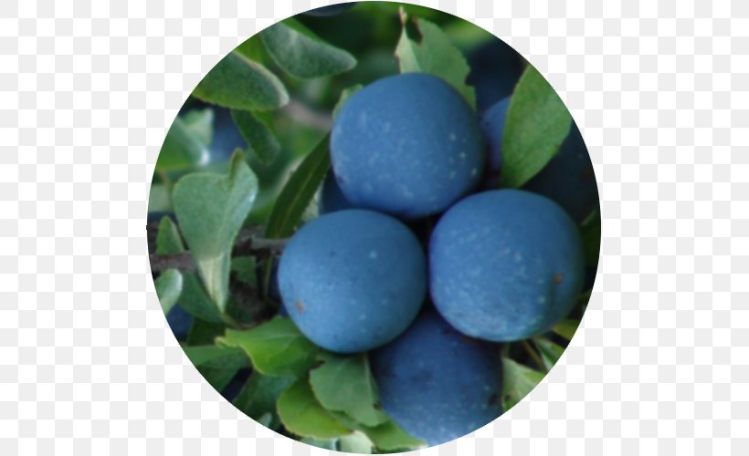 Blueberry Bilberry Damson, PNG, 500x500px, Blueberry, Berry, Bilberry, Damson, Food Download Free