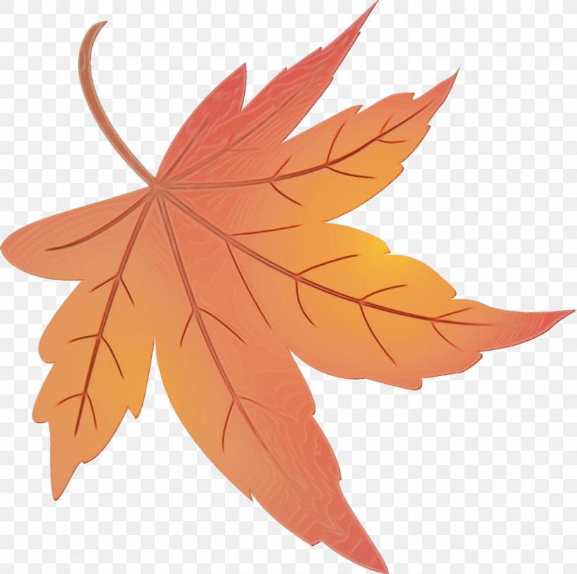 Maple Leaf, PNG, 1026x1020px, Watercolor, Black Maple, Deciduous, Leaf, Maple Download Free