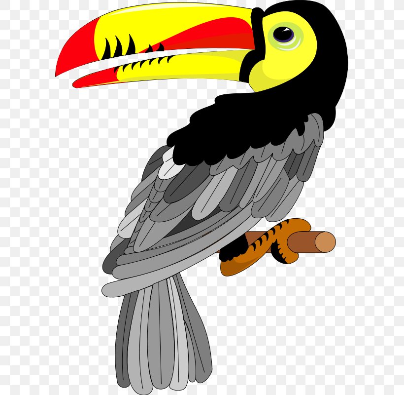 Toco Toucan Bird Clip Art, PNG, 595x800px, Toucan, Beak, Bird, Bird Of ...