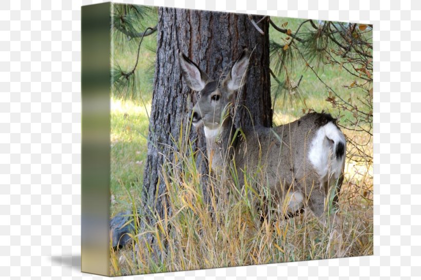 White-tailed Deer Antelope Musk Deer Elk, PNG, 650x547px, Whitetailed Deer, Animal, Antelope, Antler, Deer Download Free