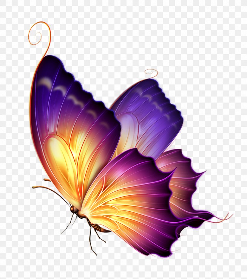 Butterfly Color Purple Clip Art, PNG, 907x1024px, Butterfly, Color, Flower, Flowering Plant, Insect Download Free