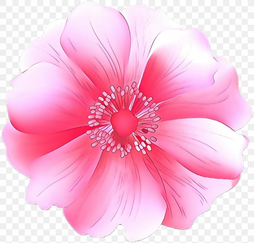 Pink Petal Flower Plant Hibiscus, PNG, 3000x2871px, Cartoon, Cut Flowers, Flower, Flowering Plant, Hibiscus Download Free