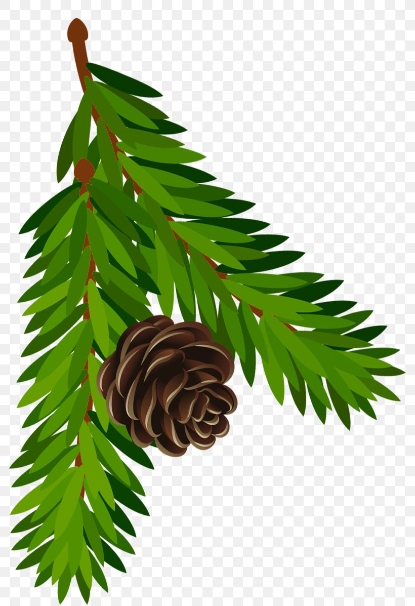 Pinus Contorta Conifer Cone Branch Clip Art, PNG, 800x1197px, Pinus Contorta, Black Pine, Branch, Christmas, Christmas Ornament Download Free