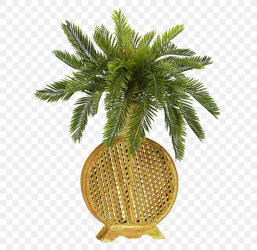 Plant Cycad Green Vase Flower, PNG, 800x800px, Plant, Arecales, Ceramic, Coconut, Cycad Download Free