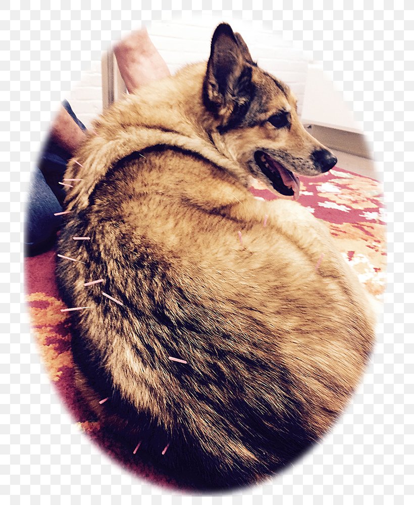 Whiskers Geriatrics German Shepherd Pet Therapy, PNG, 741x1000px, Whiskers, Ageing, Cat, Cat Like Mammal, Dog Download Free