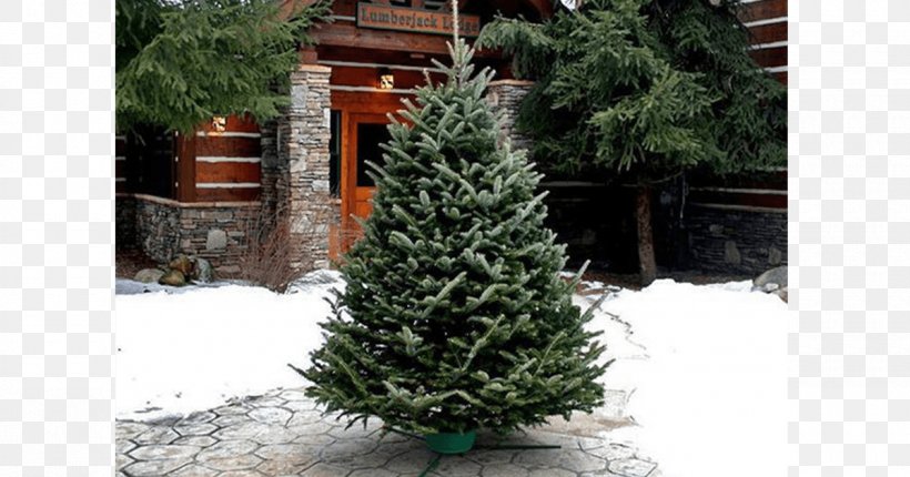Christmas Tree Fraser Fir White Spruce Pine, PNG, 1200x630px, Christmas Tree, Biome, Christmas, Christmas Decoration, Christmas Tree Cultivation Download Free