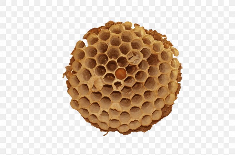 Honeycomb Honey Bee Beehive, PNG, 1024x679px, Honeycomb, Bee, Beehive, Honey, Honey Bee Download Free