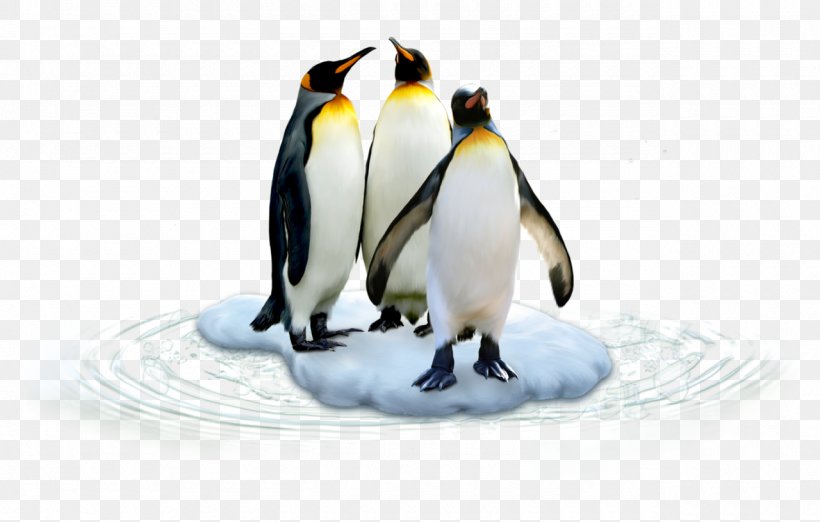 King Penguin Antarctica Bird, PNG, 1280x816px, King Penguin, Antarctic, Antarctica, Beak, Bird Download Free