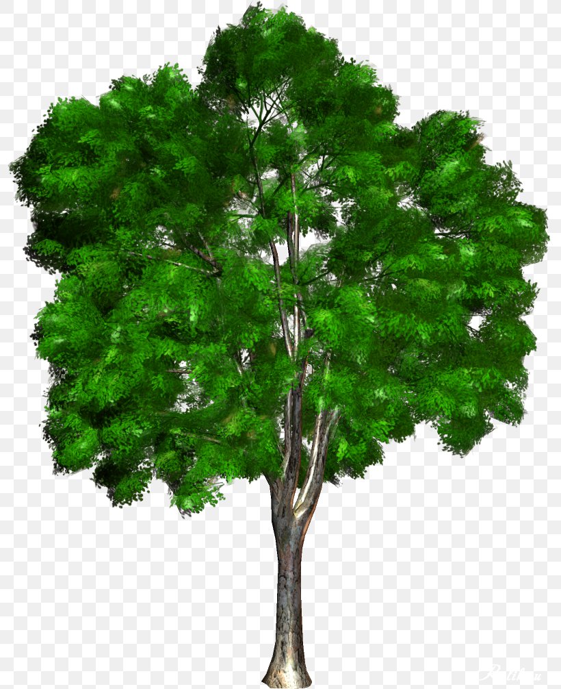 Tree Woody Plant Ornamental Plant Clip Art, PNG, 798x1006px, Tree, Branch, Digital Image, Forest, Grass Download Free