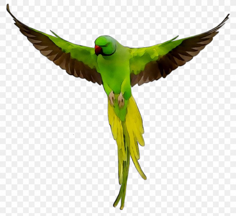 Budgerigar Parrots Of New Guinea Bird Parakeet, PNG, 1209x1107px, Budgerigar, Aratinga, Beak, Bird, Budgie Download Free
