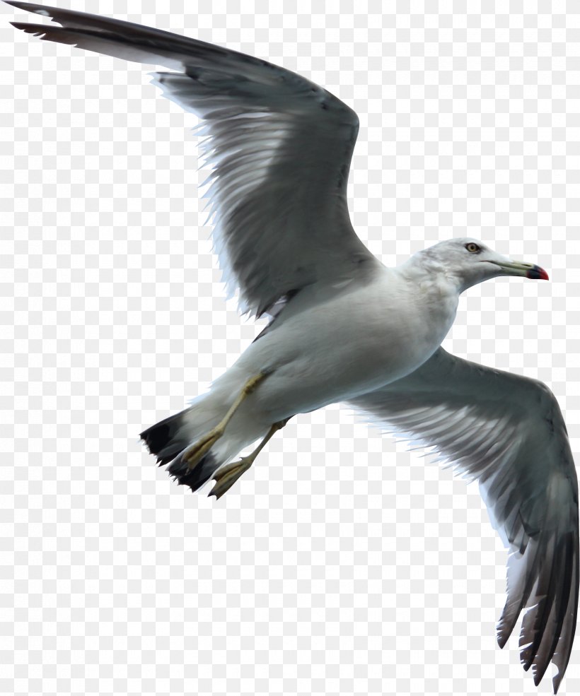 Gulls Bird Flight Bird Flight Sky, PNG, 1660x1995px, Gulls, Albatross, Beak, Bird, Bird Flight Download Free