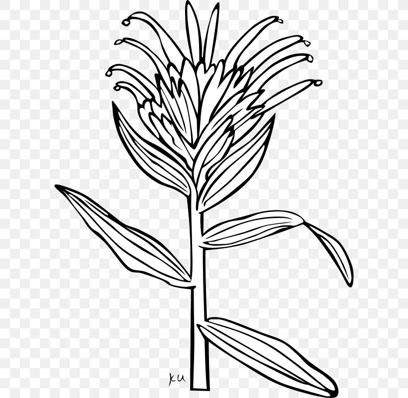 Wyoming India Castilleja Miniata Castilleja Linariifolia Clip Art, PNG, 800x800px, Wyoming, Artwork, Black And White, Branch, Brush Download Free